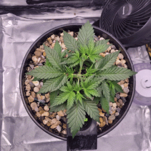 2weeks of LST Green Crack Auto.gif