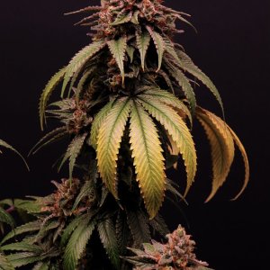 Solo Cup Project-Sager Bloom Haze F2 by Dark Horse Genetics-Day 60 of Flowering-5/18/23