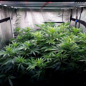 Amnesia-Durban Poison-NYC Diesel-G-13-Grow Journal