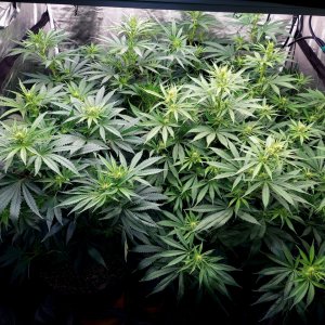 Amnesia-Durban Poison-NYC Diesel-G-13-Grow Journal-Summer Grow 2023