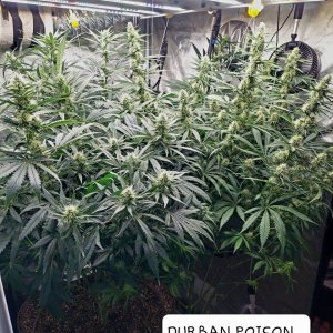NYC Diesel-Durban Poison-Grow Journal-Summer Grow 2023