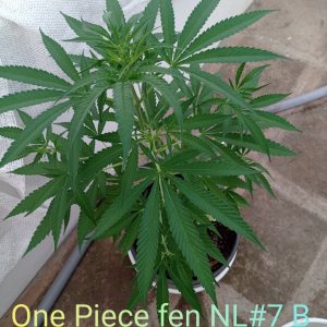 One Piece fen NL#7 B.jpg