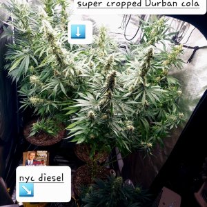 Durban Poison-Grow Journal-Summer Grow 2023