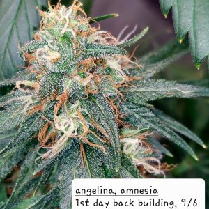 Amnesia-Back Building Buds-Grow Journal