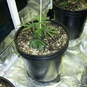 plant229