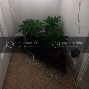 plants432.jpg