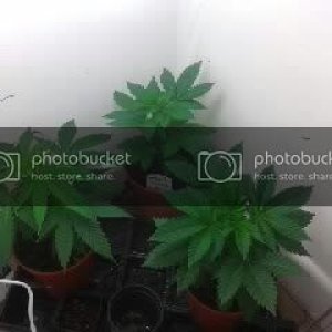 plants427.jpg