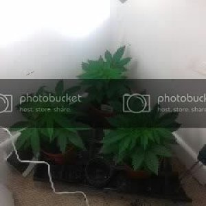 plants425.jpg