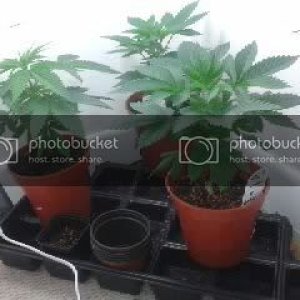 plants423.jpg