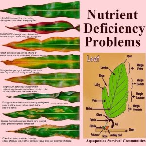 nutrient+deficiency+problems+in+plants.jpg