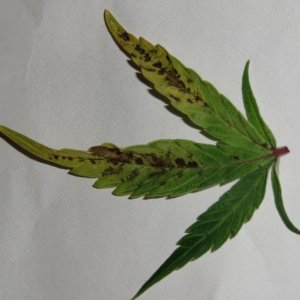 get-rid-of-fungus-gnats-on-marijuana.jpg