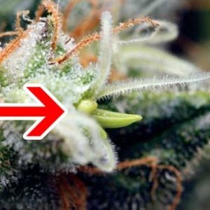closeup-example-of-herm-cannabis-banana-arrow.jpg