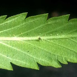 spider-mite-eggs-back-of-cannabis-leaf.jpg