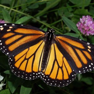 1280px-Monarch_In_May.jpg