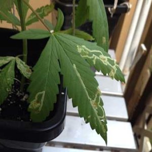 leaf-miner-marks-on-cannabis-leaf-sm.jpg