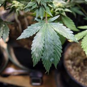 cannabis-white-powdery-mold-on-leaf-sm.jpg