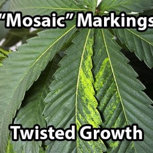 tobacco-mosaic-virus-cannabis.jpg
