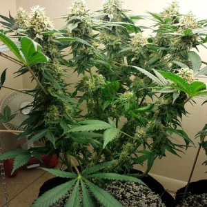 big-buds-under-cfl-grow-lights-cannabis-sm.jpg