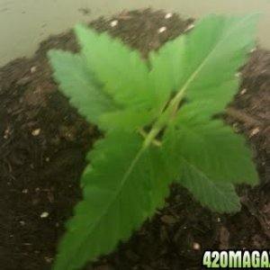 Cannabis plants week 5