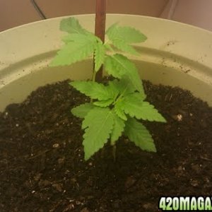 Cannabis plants week 5