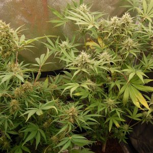 auto-northern-lights-week-14-from-seed.JPG