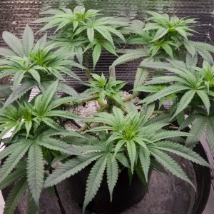 Dos-Si-Dos, Mildred, Day 70, Wk 1 Flip B