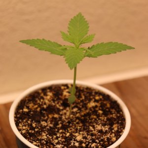 Apple Betty Fem. by Herbies Seeds-Day 11 of Vegging-11/25/23