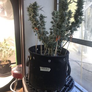 Skunk Special-Day 41F-a.JPG
