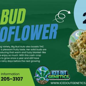 Big Bud Autoflower.png