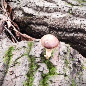 Mushroom1 Small.jpg