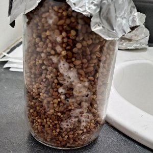 Rye Grain jar mycelium growth 01-05.jpg