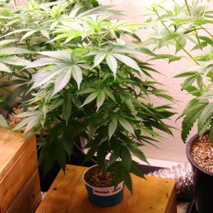 Canuk Seeds Grow-Days 51-53 from Seed/8 thru 10 of Flowering-1/5/24
