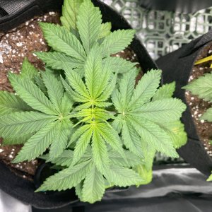 Critical Kush - day 29 - Top view
