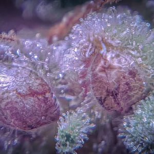 Seeds and Trichomes.jpg