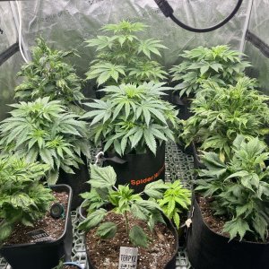 Overview - day 42
