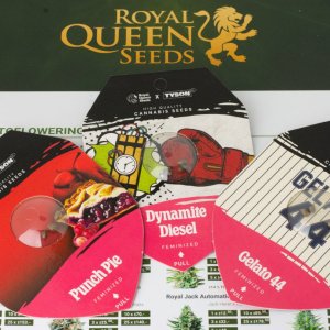 RQS Tyson2.0 seed packs.jpg
