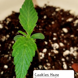 Cookies Haze-Grow Journal