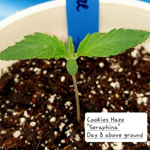 Cookies Haze-Grow Journal