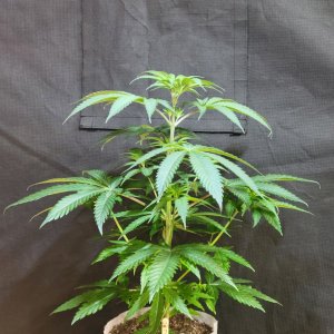 Purple Ghost Candy #2 front day 50