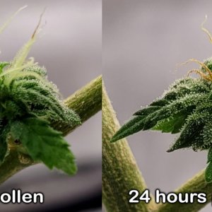 20240423_082450 CD-1 larf before and after pollination.jpg