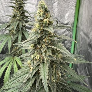 Watermelon Day 73 and day 45 of flower
