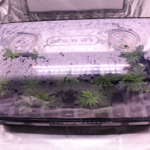 Cloning Tent-Day 8 of Rooting-4/28/24