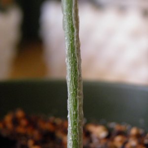 Peeling stem