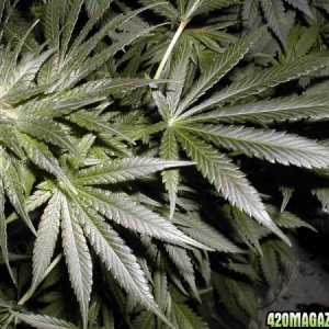marijuana-leaves1