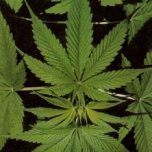 marijuanaleaves