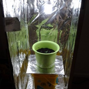 cheap and inexpensive grow box