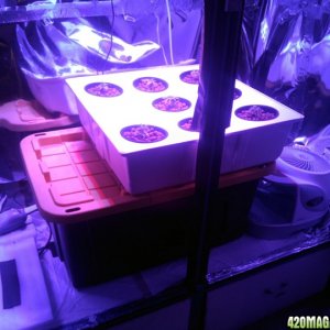 Week 1 - Construction and Transplanting