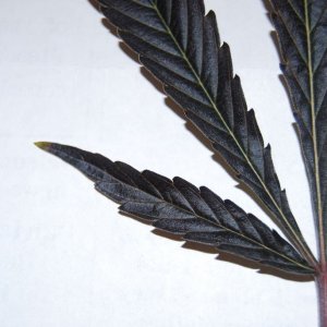 black leaf