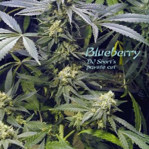 Blueberry- DJ Short cut