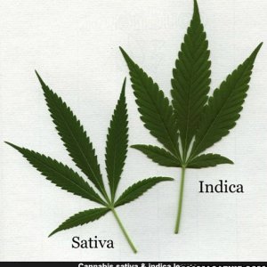 cannabis_spp_leaf7